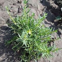 آویشن برگ باریک